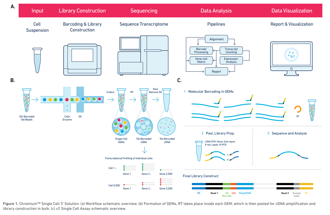 Workflow of 10X Genomics