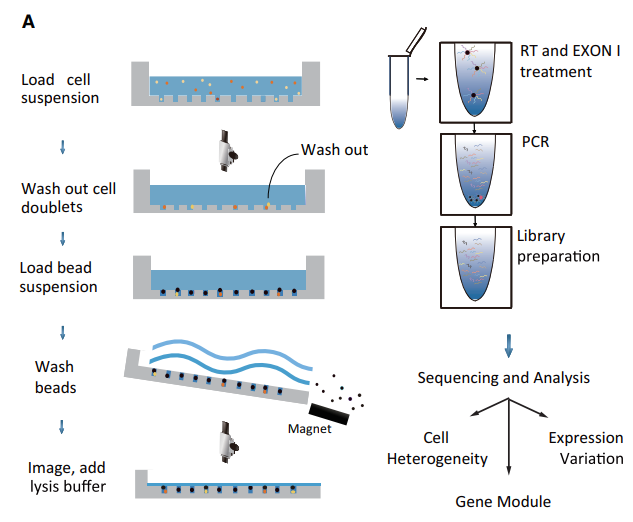 Schematic workflow of Microwell-seq