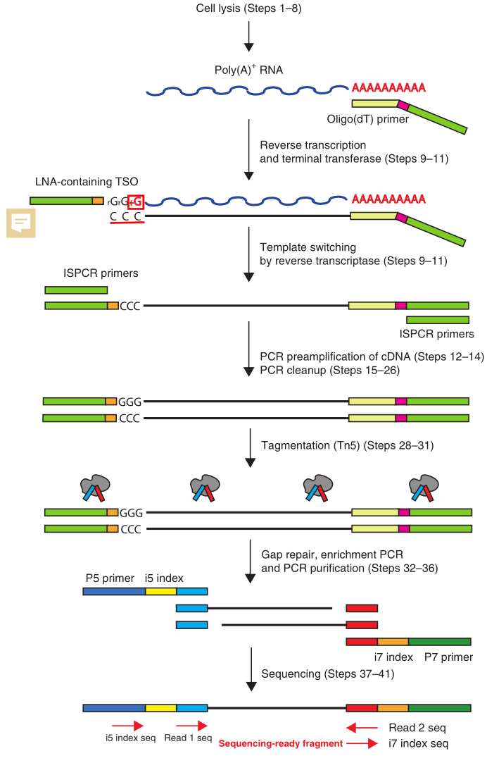 Schematic workflow of Smart-seq2